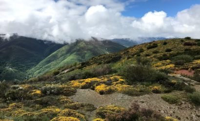 Camino de Santiago